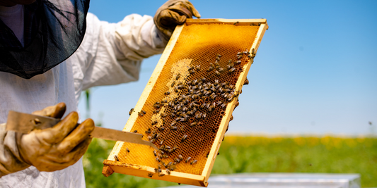 Hvorfor birøkt er en så fascinerende hobby
